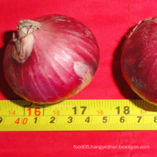 Export Chinese Fresh Vegetable Purple Onion